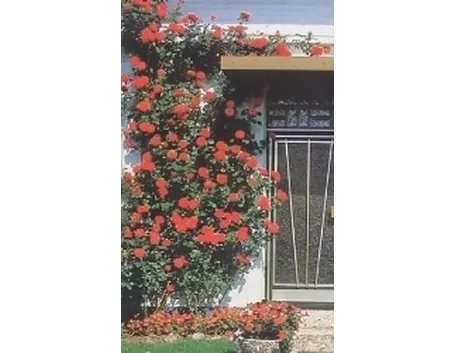 roseto rampicante