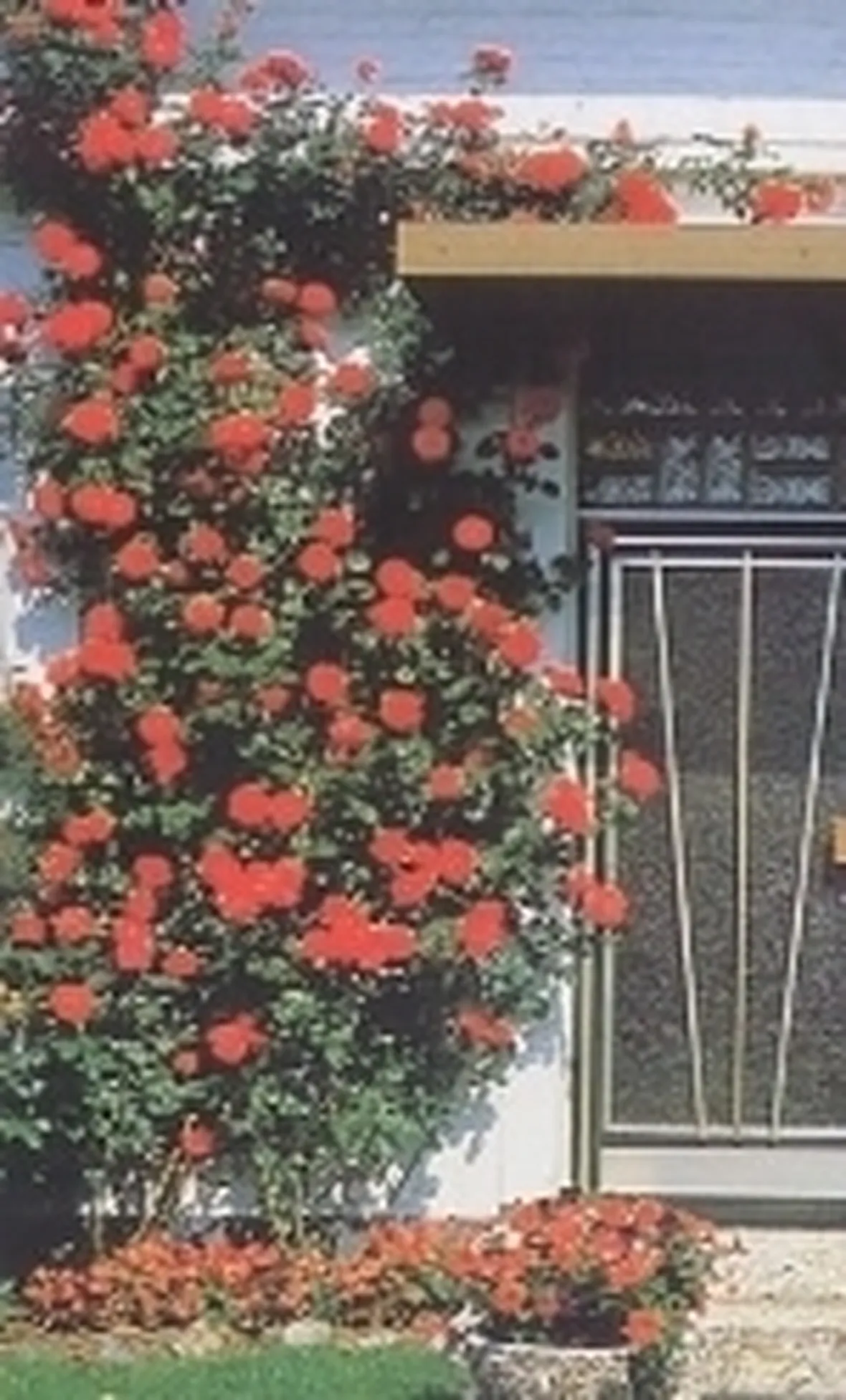 roseto rampicante