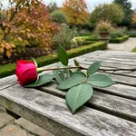 Perché ottobre è il mese giusto e quale ramo scegliere