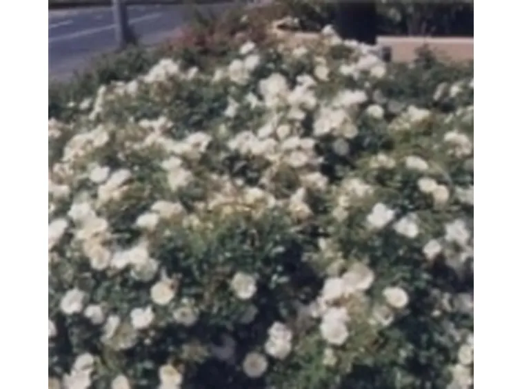 rose tappezzanti