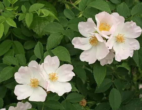 La Rosa Canina