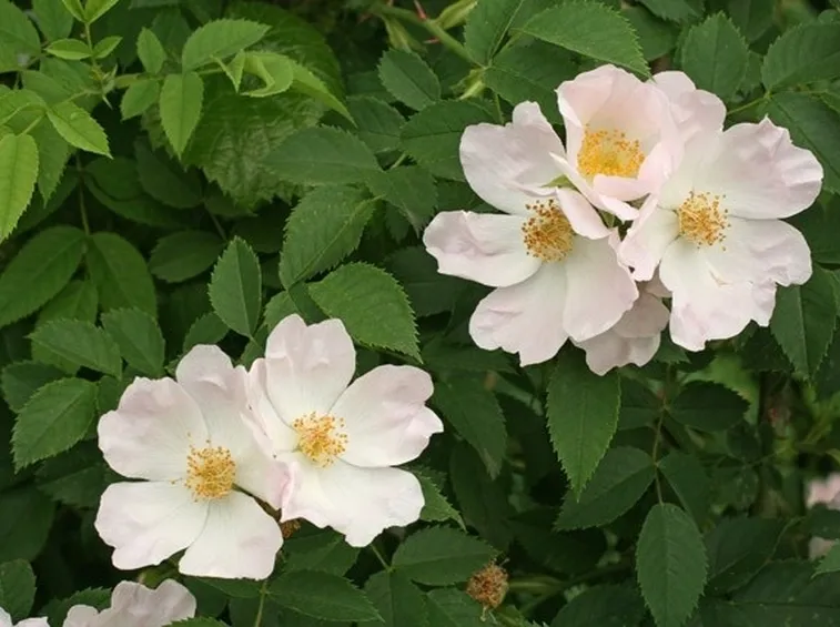 La Rosa Canina