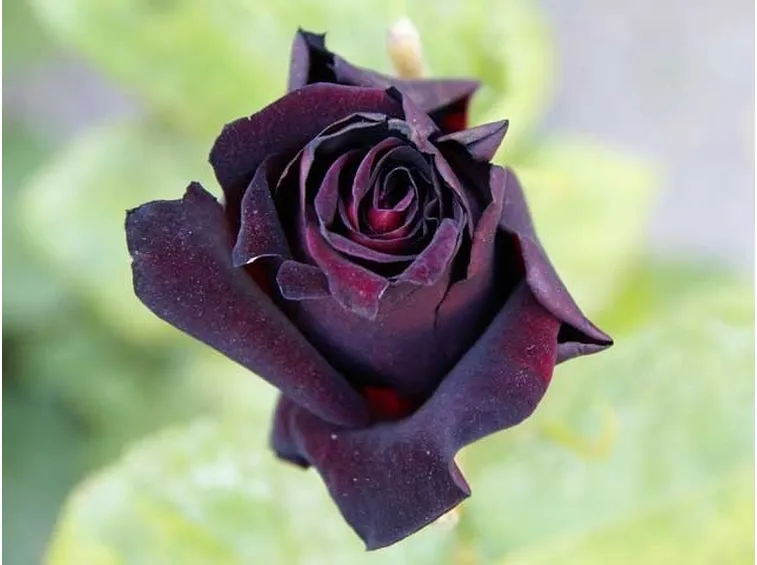 La Rosa Nera