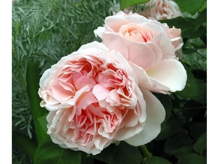 Rosa antica