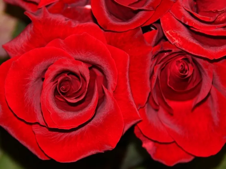 La più conosciuta, la Rosa Rossa