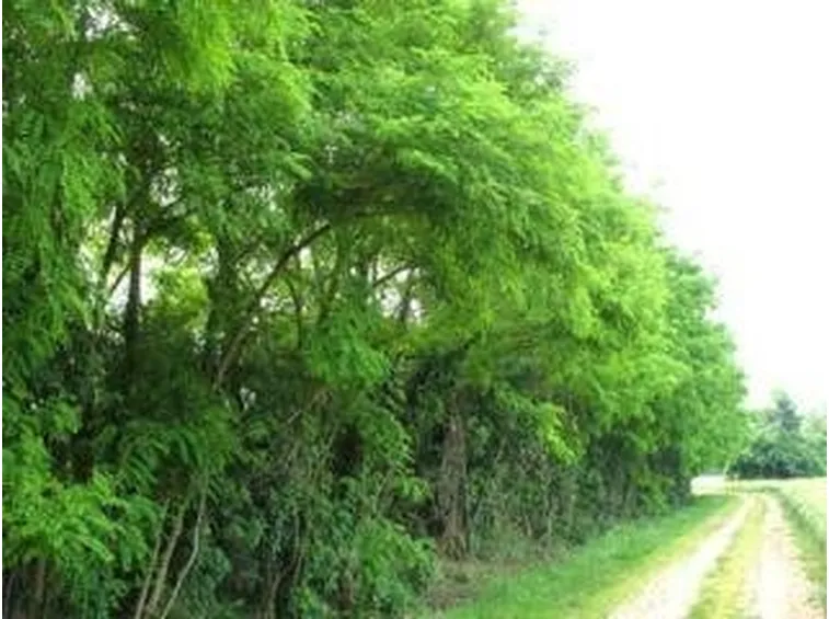 alberisiepe2