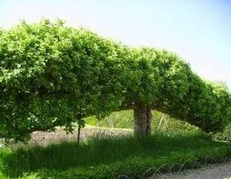 alberipersiepe
