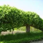 alberipersiepe