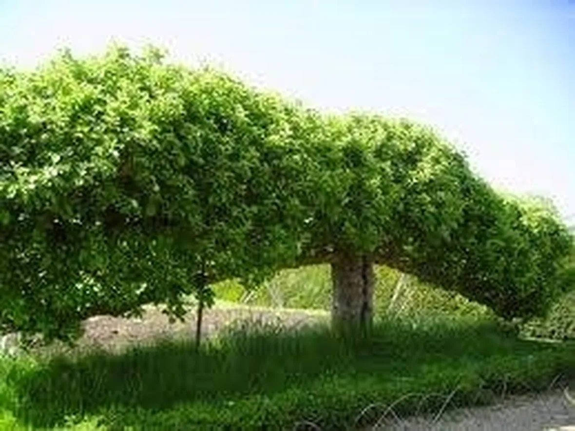 alberipersiepe
