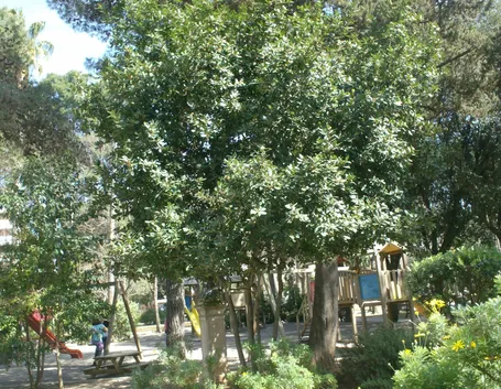 Albero di alloro