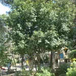 Albero di alloro