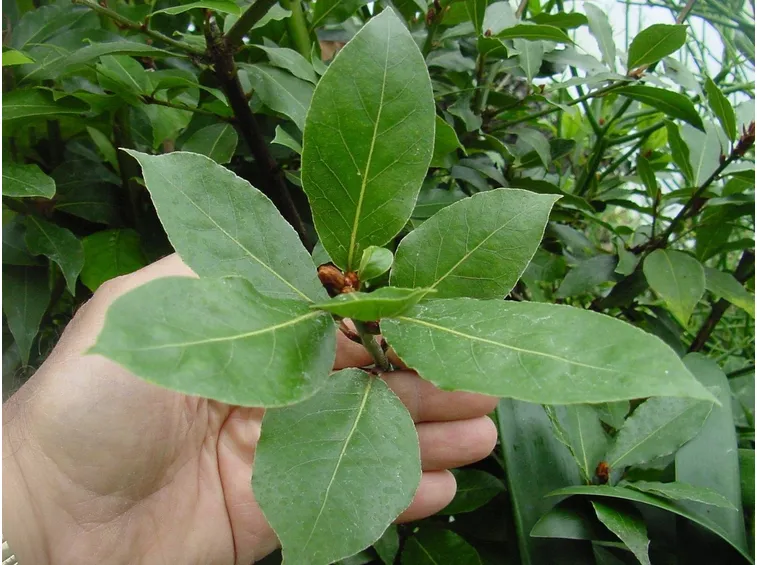 Foglie e bacche di alloro