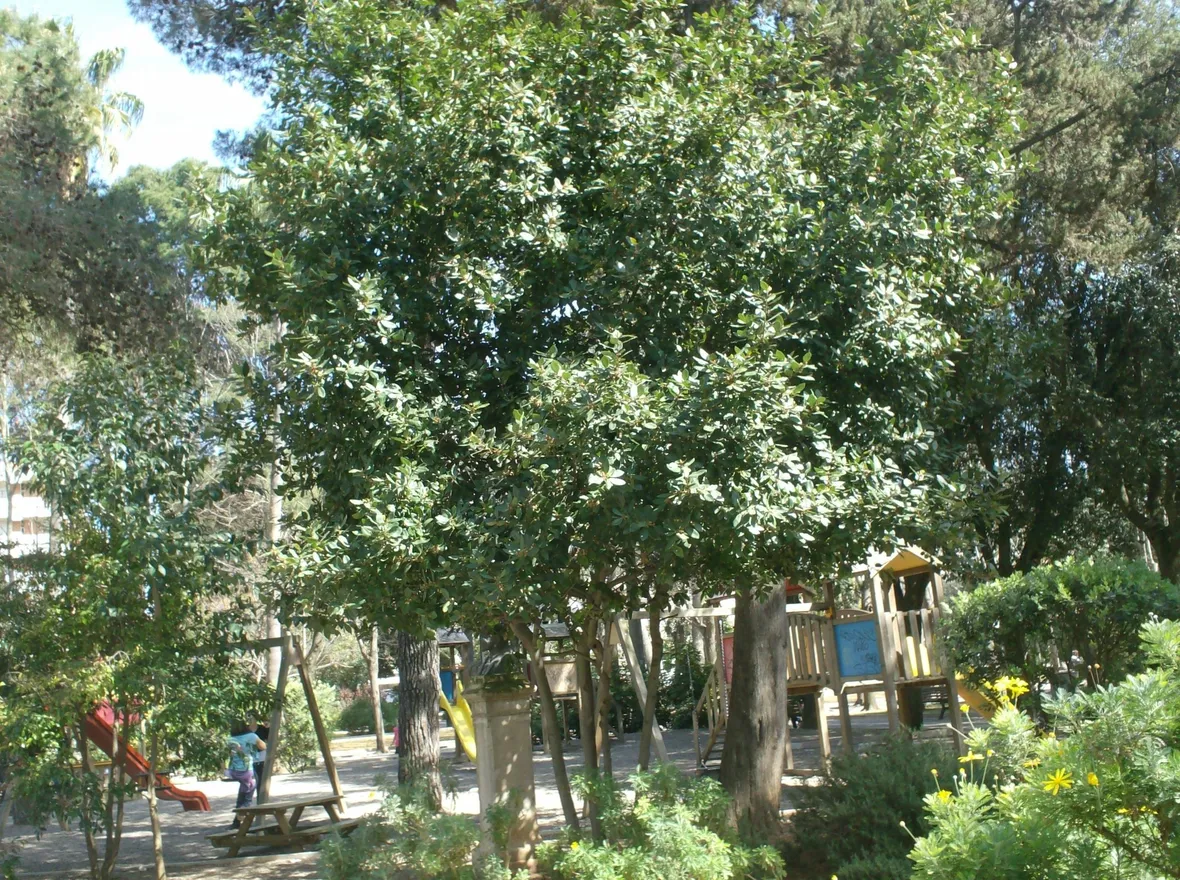 Albero di alloro