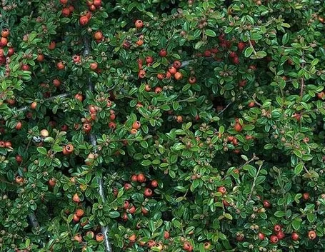 Siepe spinosa di cotoneaster