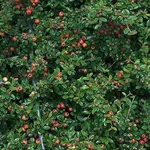Siepe spinosa di cotoneaster