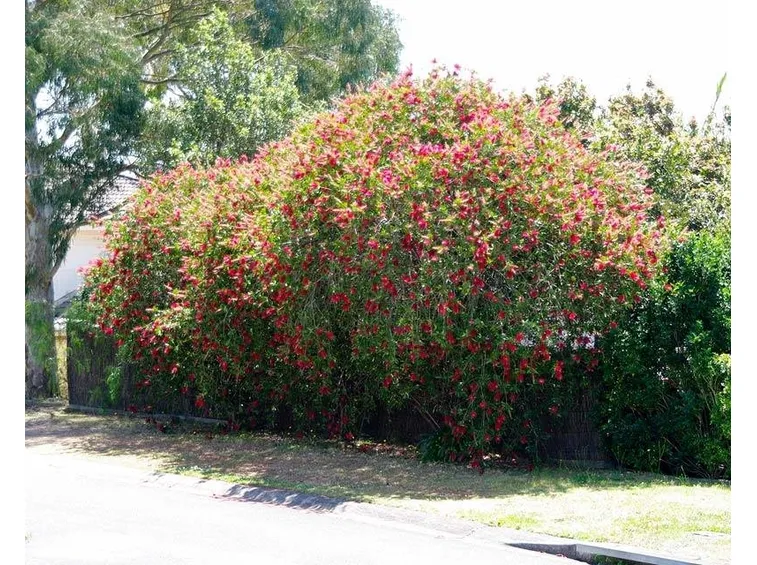 Siepe di Callistemon