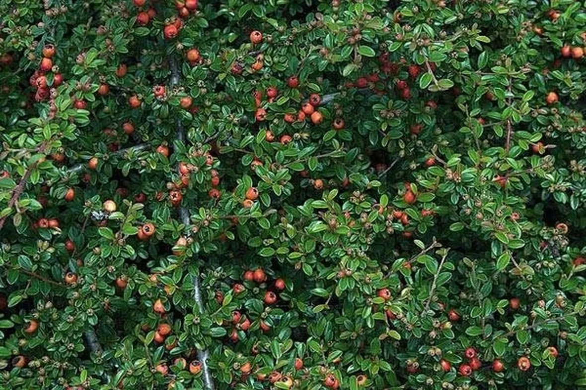 Siepe spinosa di cotoneaster
