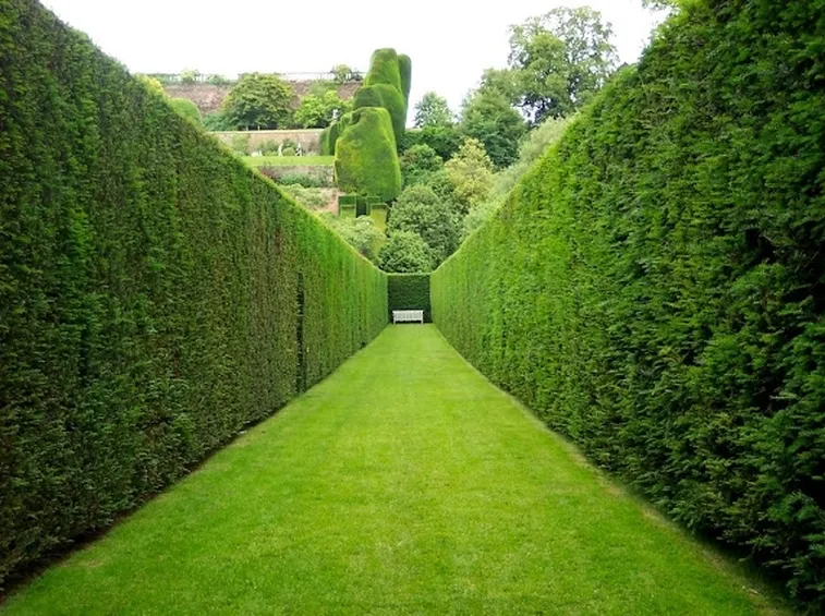 Siepe di highlander