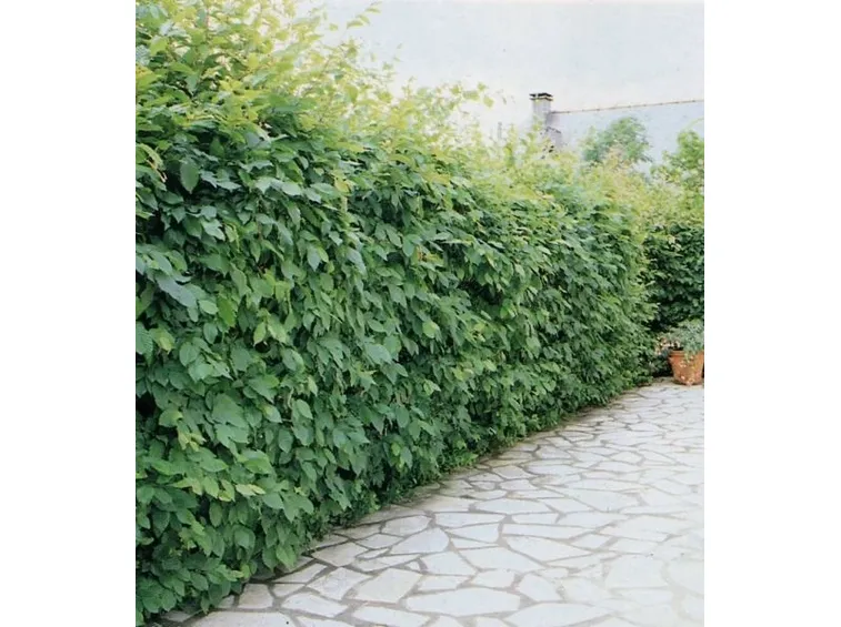 Esempio di siepe da giardino