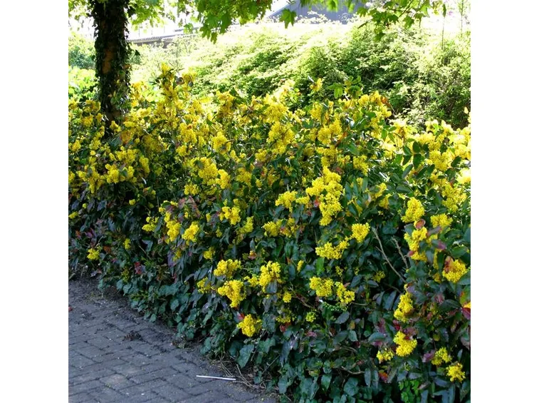 Graziosa siepe di Mahonia fiorita