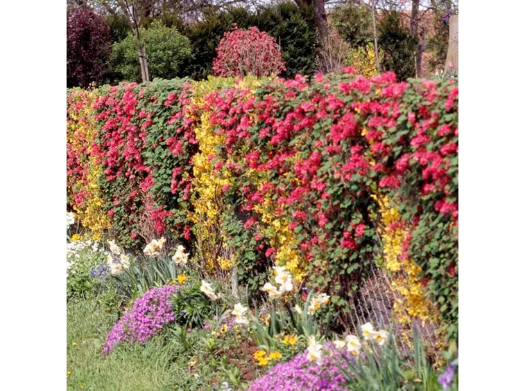 Bellissima siepe multicolore