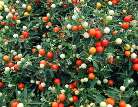 Bacche colorate del Solanum