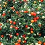 Bacche colorate del Solanum
