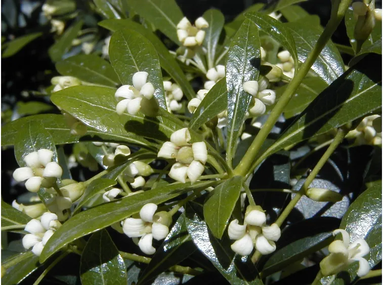 I profumatissimi fiori del Pitosforo