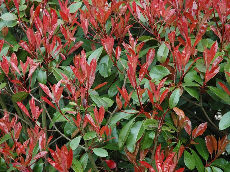 Il fogliame rosso della Photinia