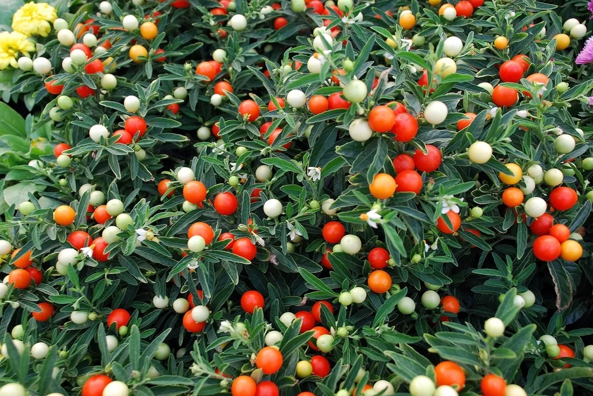 Bacche colorate del Solanum