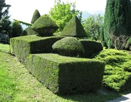 siepi di bosso