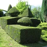 siepi di bosso