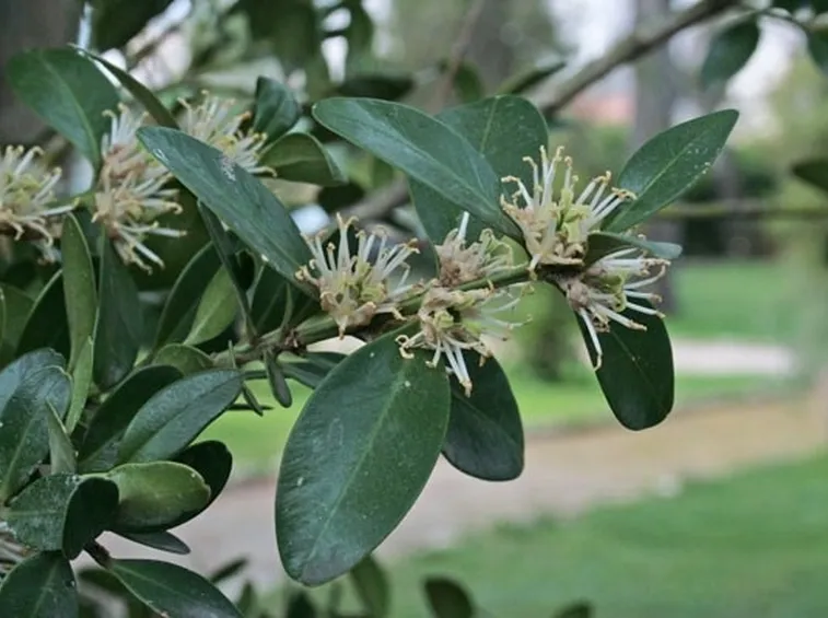 Buxus balearica