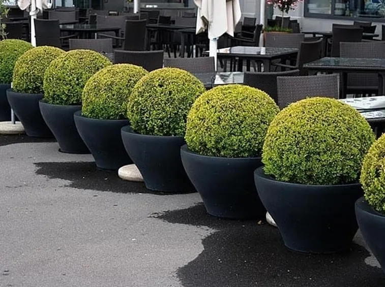 Buxus sempervirens