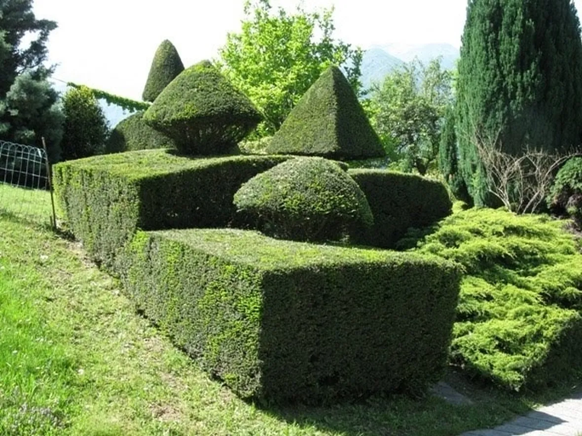 siepi di bosso