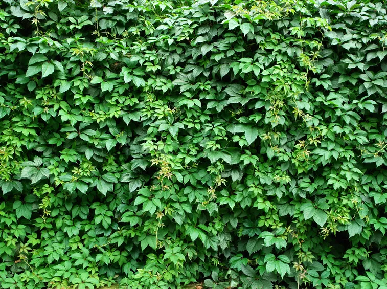 siepe di protezione giardino