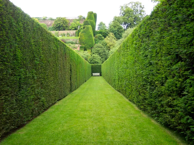 siepe lunga verde