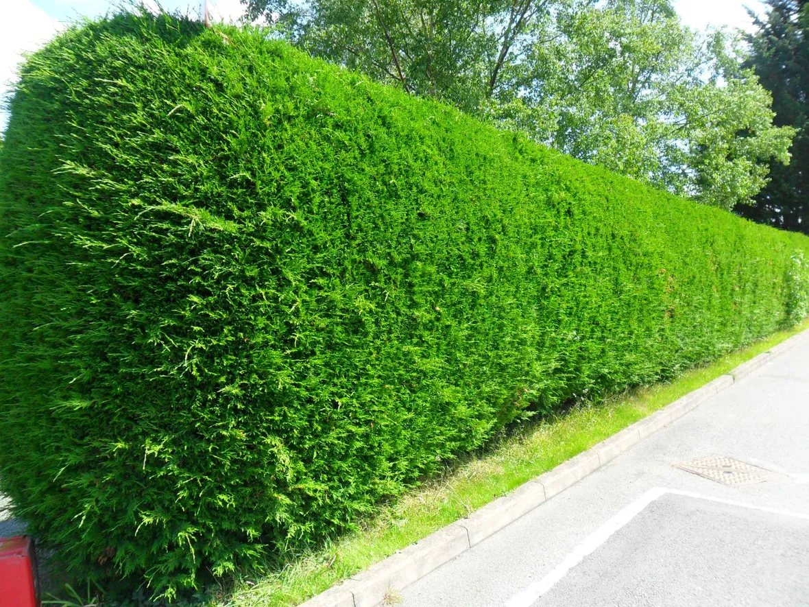 siepe giardino sulla strada