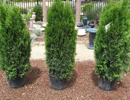 Piantine di siepe