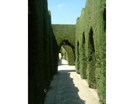 siepecosto1