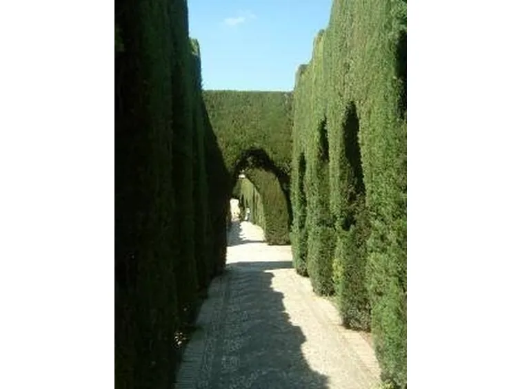 siepecosto1
