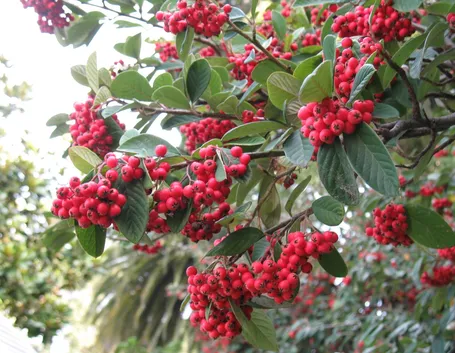 Cotoneaster lacteus