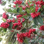 Cotoneaster lacteus