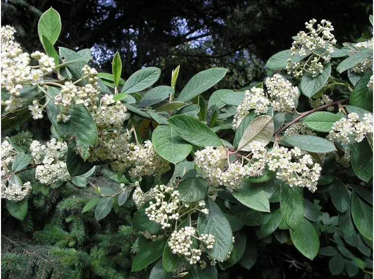Coltivazione cotoneaster lacteus