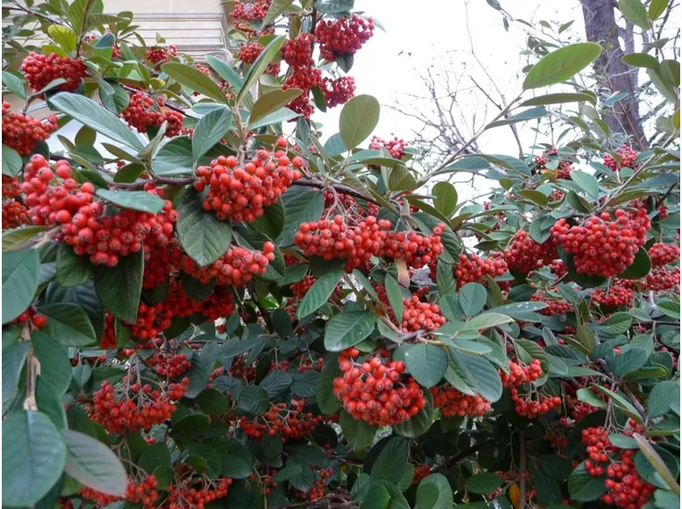 Coltivazione cotoneaster pianta