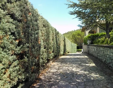 Siepe di cipresso