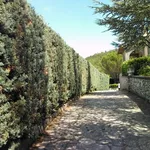 Siepe di cipresso