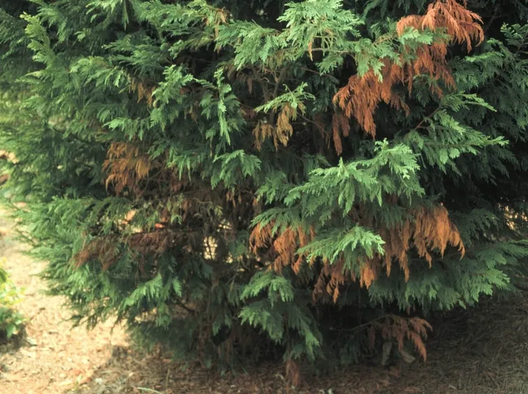 Il cancro del cipresso si manifesta con un ingiallimento delle foglie