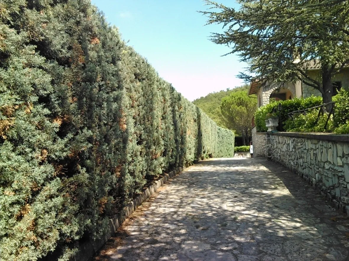 Siepe di cipresso
