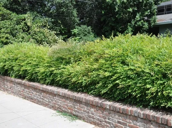 Siepe di nandina